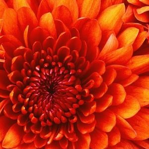 Meet your Posher, Tess